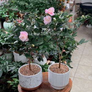 Chậu hoa hồng trà thơm