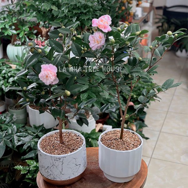 Cây Hồng trà thơm 1 Chậu hoa hồng trà thơm
