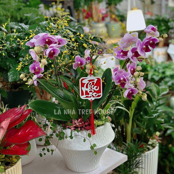 Chậu Lan hồ điệp mix Lan vũ nữ để bàn 2 Chậu Lan hồ điệp mix lan vũ nữ để bàn ngày Tết