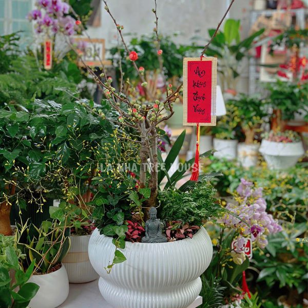 Chậu Mai đỏ để bàn ngày Tết 1 Chậu Mai đỏ để bàn ngày Tết