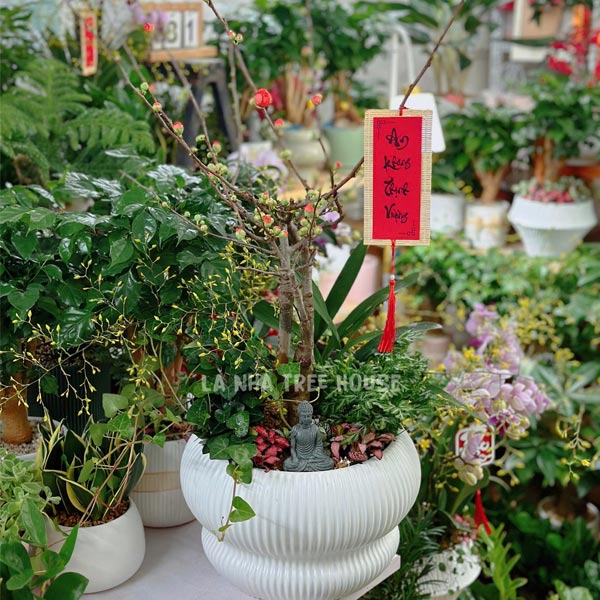 Chậu Mai đỏ để bàn ngày Tết 2 Chậu Mai đỏ để bàn ngày Tết