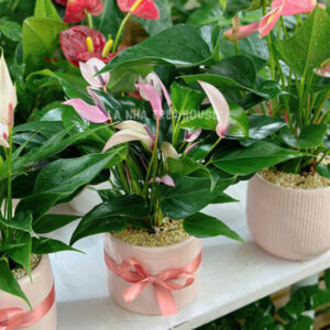 Chậu cây hồng môn tím để bàn