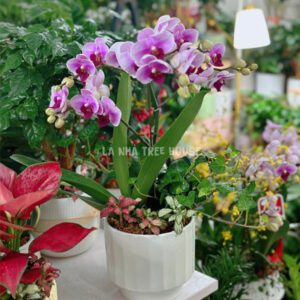 Chậu lan hồ điệp bảo bối mix để bàn