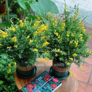 Chậu cây hoàng kim thảo