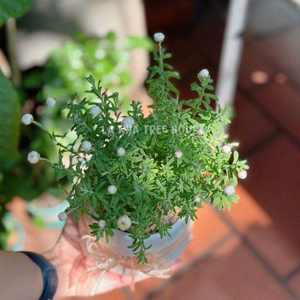 Chậu Cúc tia nắng Rhodanthe anthemoides 1 Chậu hoa cúc tia nắng Rhodanthe anthemoides