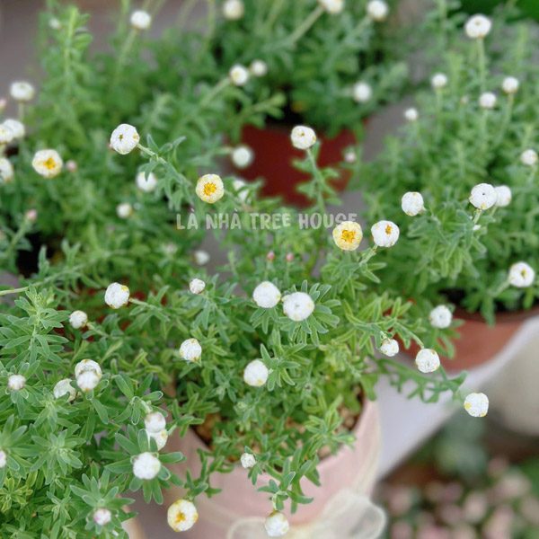 Chậu Cúc tia nắng Rhodanthe anthemoides 2 Chậu hoa cúc tia nắng Rhodanthe anthemoides