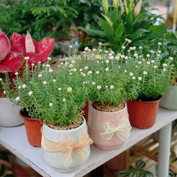 Chậu Cúc tia nắng Rhodanthe anthemoides 3 Chậu hoa cúc tia nắng Rhodanthe anthemoides