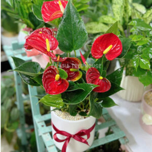 Chậu hoa hồng môn màu đỏ
