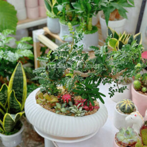 Chậu thanh hương mộc bonsai để bàn