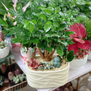Cây Hạnh Phúc mix tiểu cảnh
