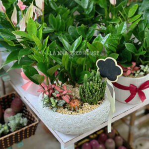 Chậu cây Kim tiền mix Xương rồng, cẩm nhung