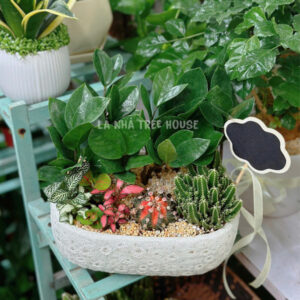 Chậu kim tiền mix xương rồng cẩm nhung để bàn