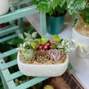 Chậu sen đá mix cẩm nhung để bàn