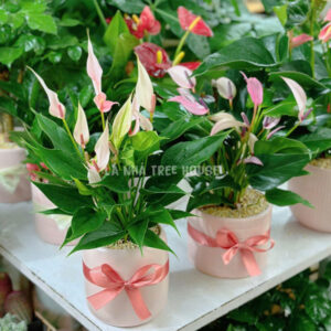 Chậu cây hồng môn thiên nga hồng